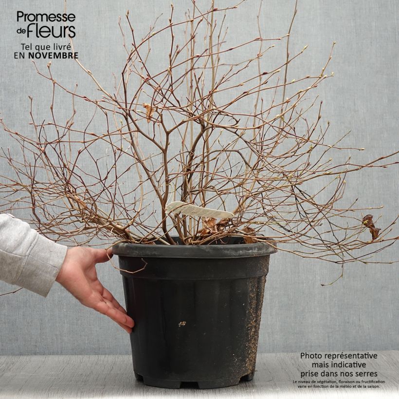 Spécimen de Corylopsis pauciflora - Faux noisetier Pot de 12L/15L tel que livré en automne