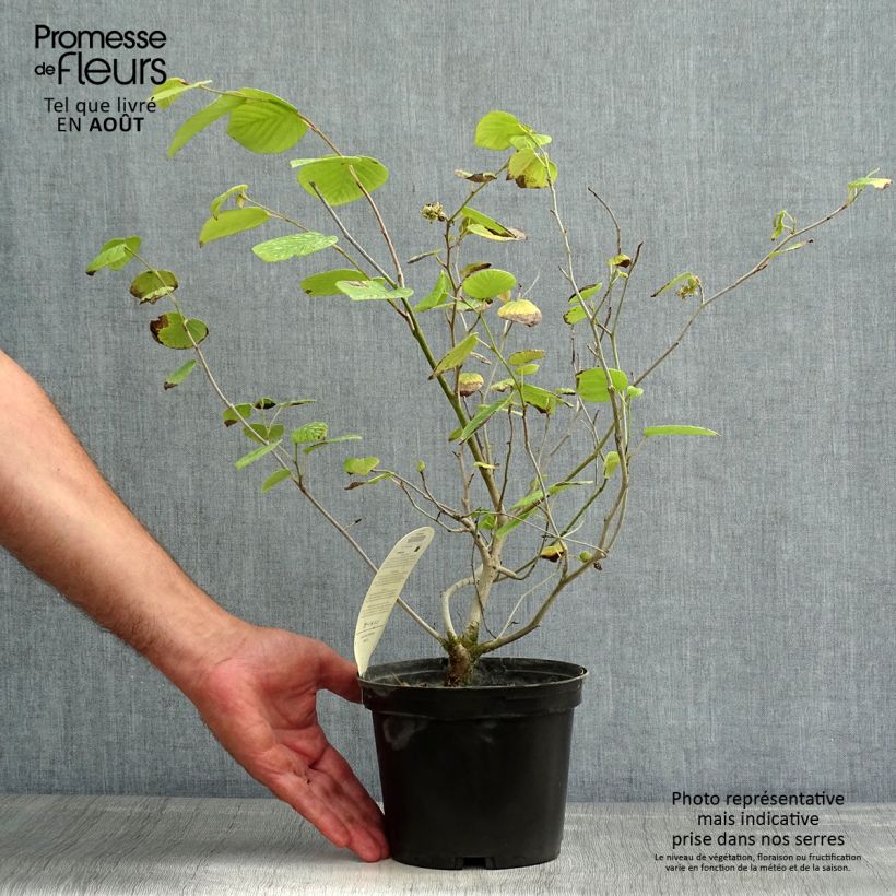 Spécimen de Corylopsis willmottiae Spring Purple - Faux noisetier Pot de 2L/3L tel que livré en été