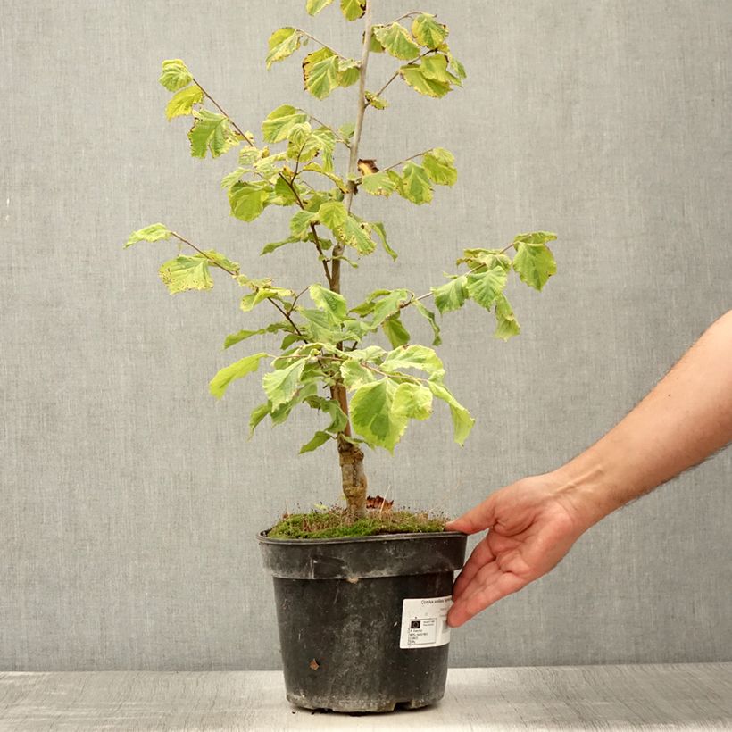 Spécimen de Corylus avellana Agnieszka - Noisetier panaché Pot de 4L/5L tel que livré en été