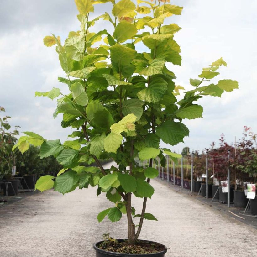 Exemple de spécimen de Corylus avellana Aurea - Noisetier doré. Pot de 18L/20L tel que livré