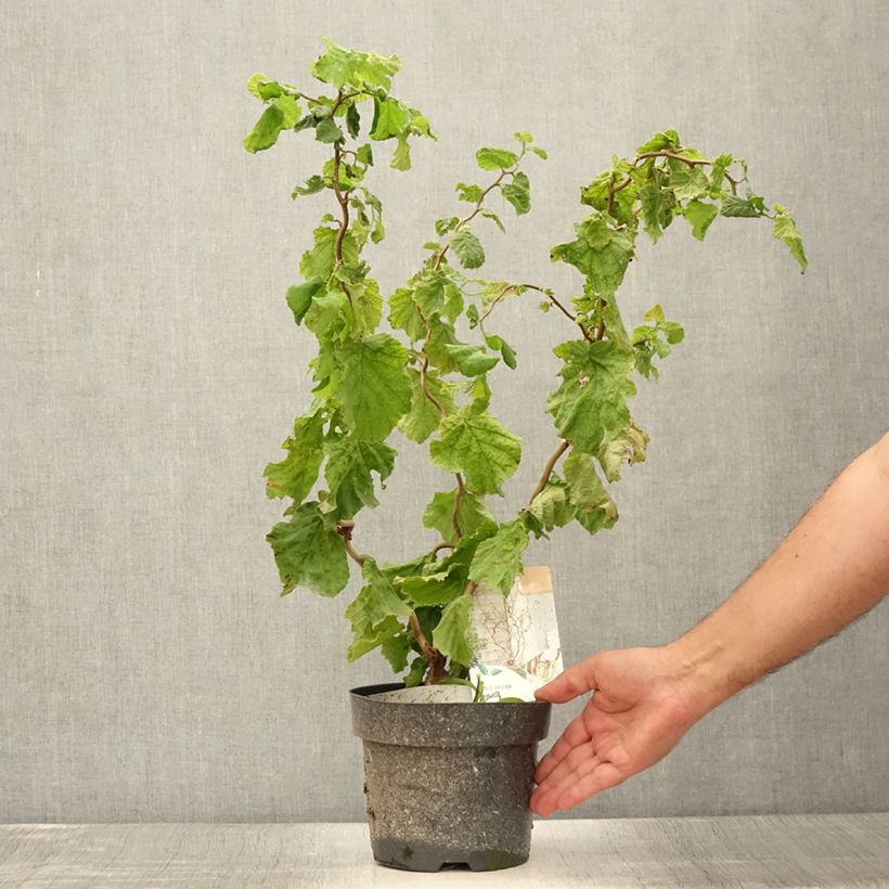 Spécimen de Corylus avellana contorta Medusa - Noisetier tortueux nain Pot de 3L/4L tel que livré en été