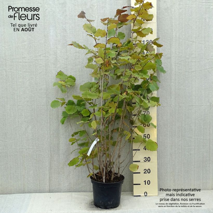 Spécimen de Corylus avellana Rode Zellernoot - Noisetier pourpre Pot de 7,5L/10L tel que livré en été