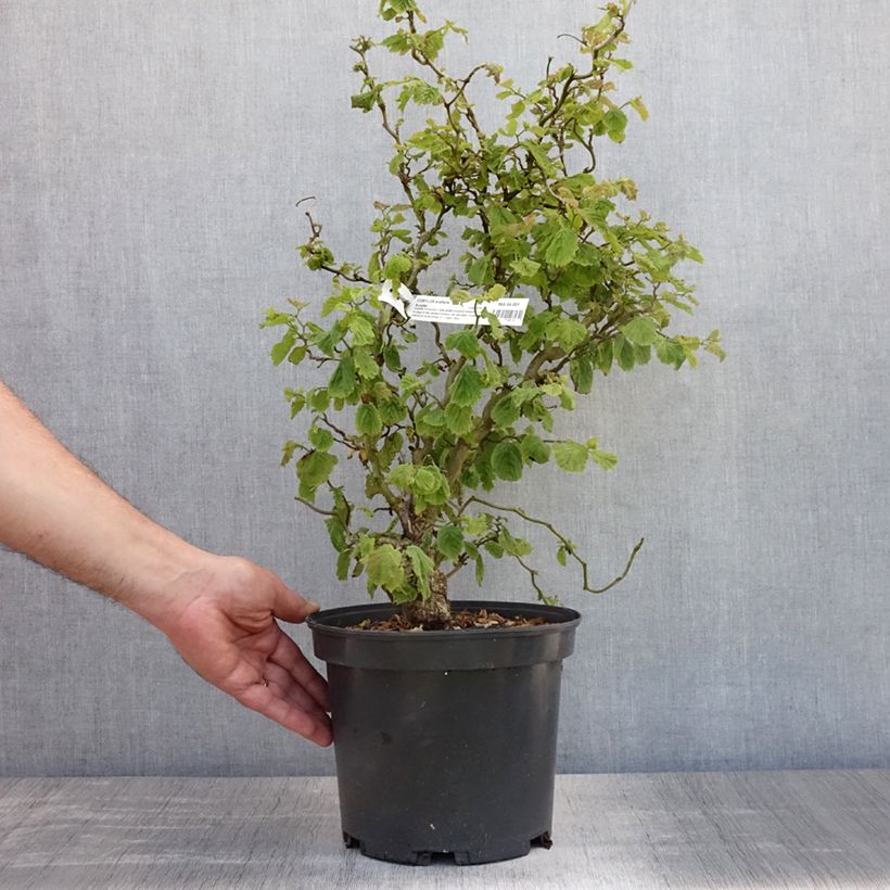 Spécimen de Corylus avellana Scooter - noisetier nain tortueux Pot de 4L/5L tel que livré en été