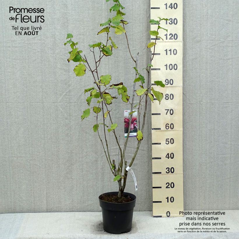 Spécimen de Corylus maxima Juningia - Noisetier de Lambert Pot de 4L/5L tel que livré en été