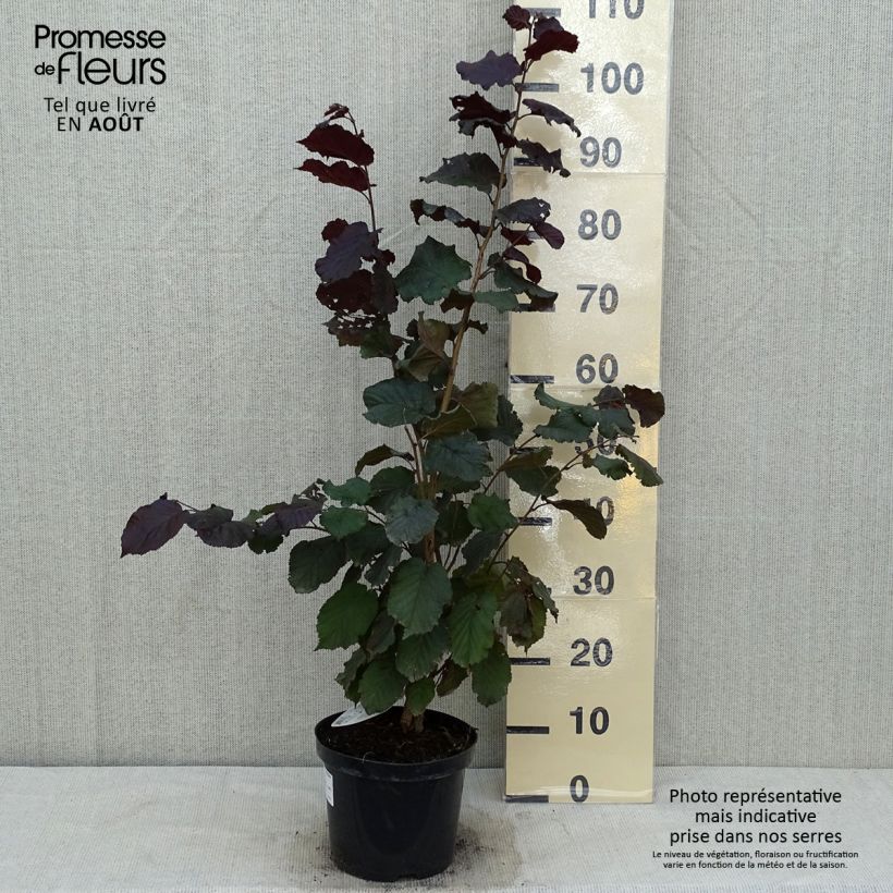 Spécimen de Corylus maxima Purpurea - Noisetier pourpre Pot de 3L/4L tel que livré en été