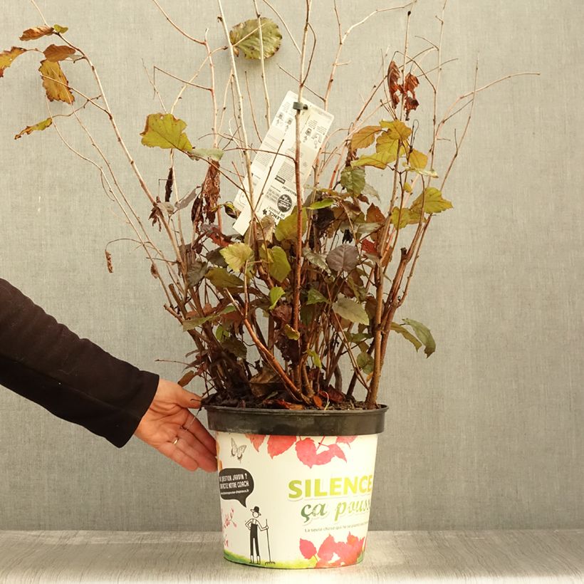 Spécimen de Corylus maxima Purpurea - Noisetier pourpre Pot de 7,5L/10L tel que livré en automne