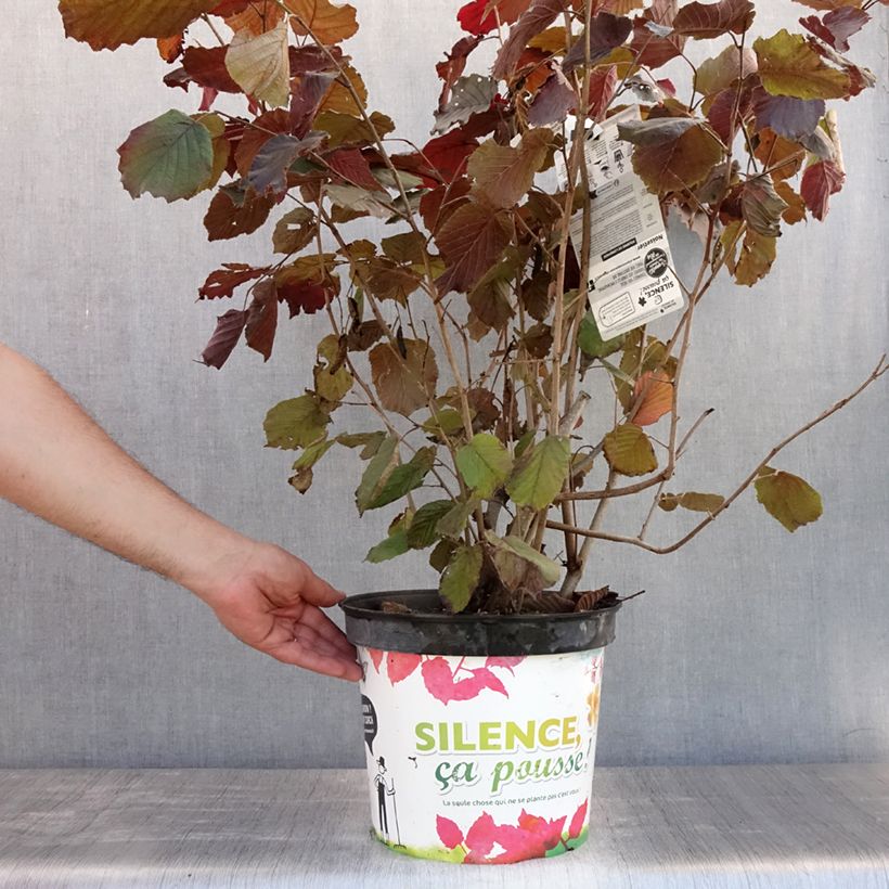Spécimen de Corylus maxima Purpurea - Noisetier pourpre Pot de 7,5L/10L tel que livré en été