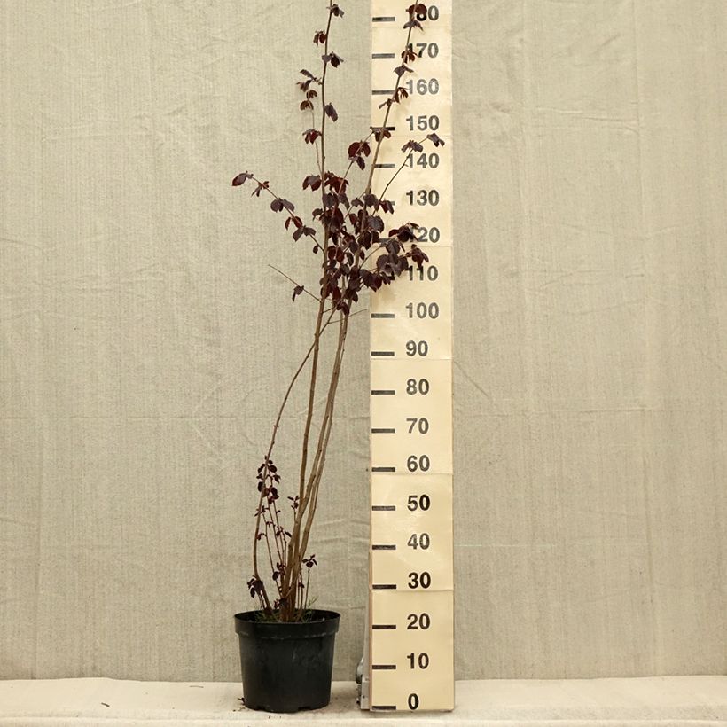Spécimen de Corylus maxima Purpurea - Noisetier pourpre en pot de 7,5L/10L tel que livré au printemps