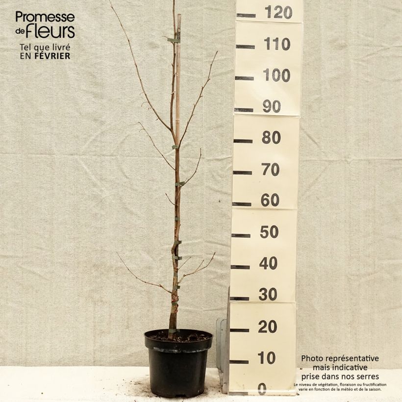Spécimen de Corylus sieboldiana - Noisetier du Japon Pot de 4L/5L tel que livré en hiver
