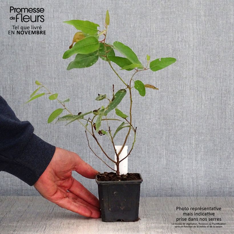 Spécimen de Corymbia citriodora - Eucalyptus citronné Godet de 8/9 cm tel que livré en automne