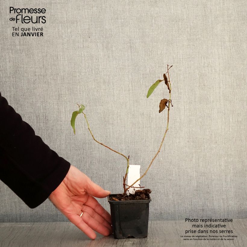 Spécimen de Corymbia citriodora - Eucalyptus citronné Godet de 9 cm tel que livré en hiver