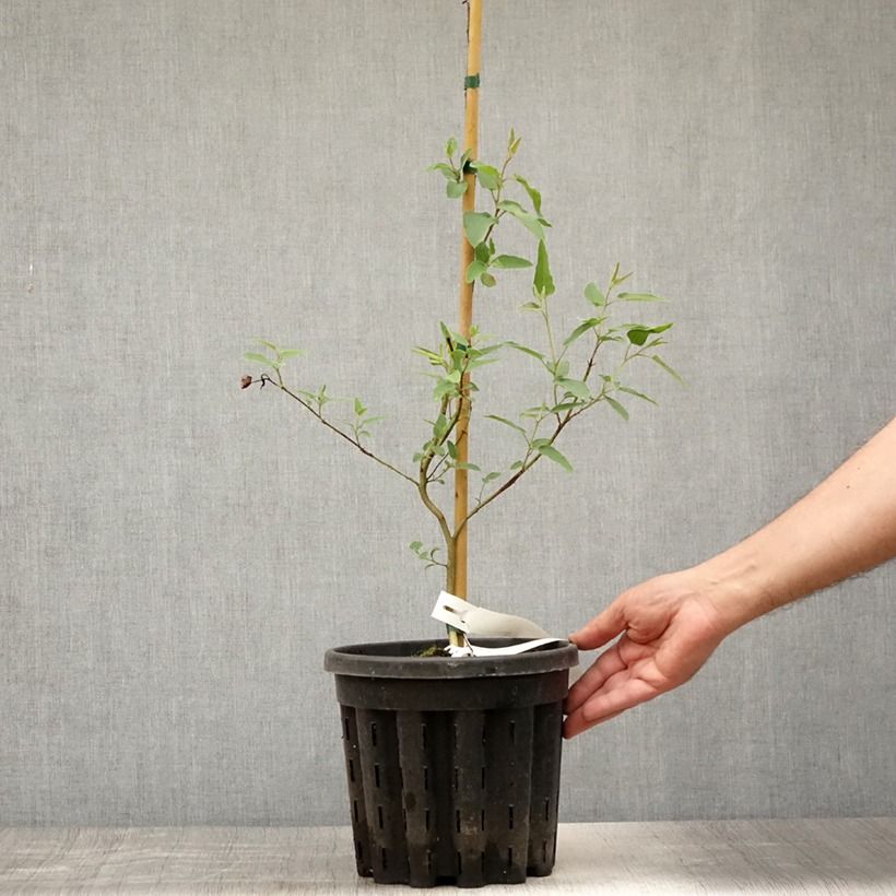 Spécimen de Corymbia citriodora - Eucalyptus citronné Pot de 3L/4L tel que livré en été