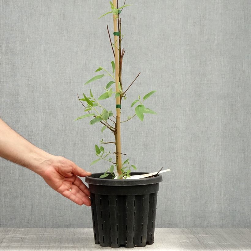 Spécimen de Corymbia citriodora - Eucalyptus citronné - Pot de 3L/4L tel que livré au printemps