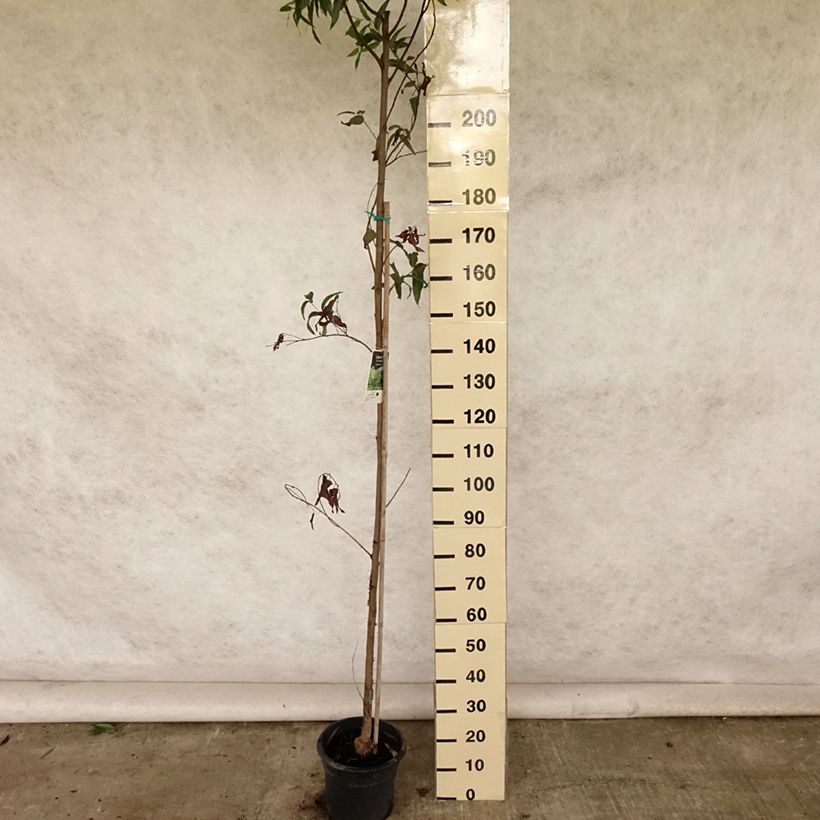 Spécimen de Corymbia citriodora - Eucalyptus citronné - Pot de 7,5L/10L tel que livré en été