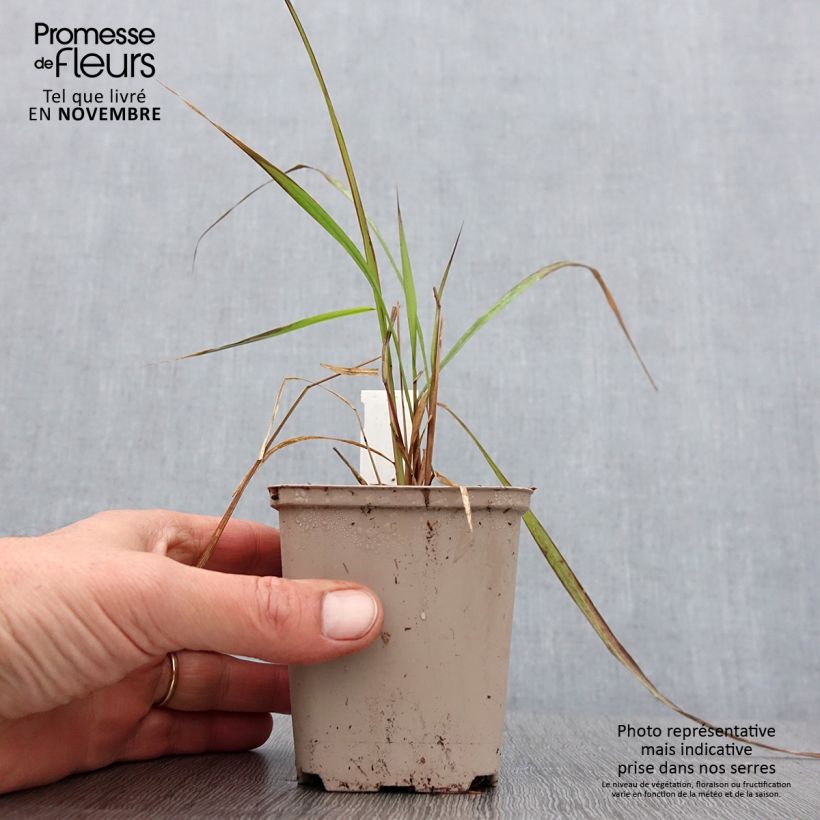 Spécimen de Corynephorus canescens Spiky Blue - Canche des sables Godet de 8/9 cm tel que livré en automne
