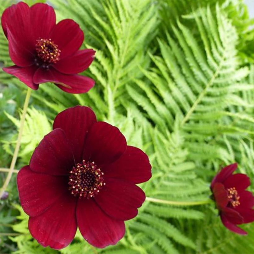 Cosmos atrosanguineus - Cosmos chocolat (Floraison)