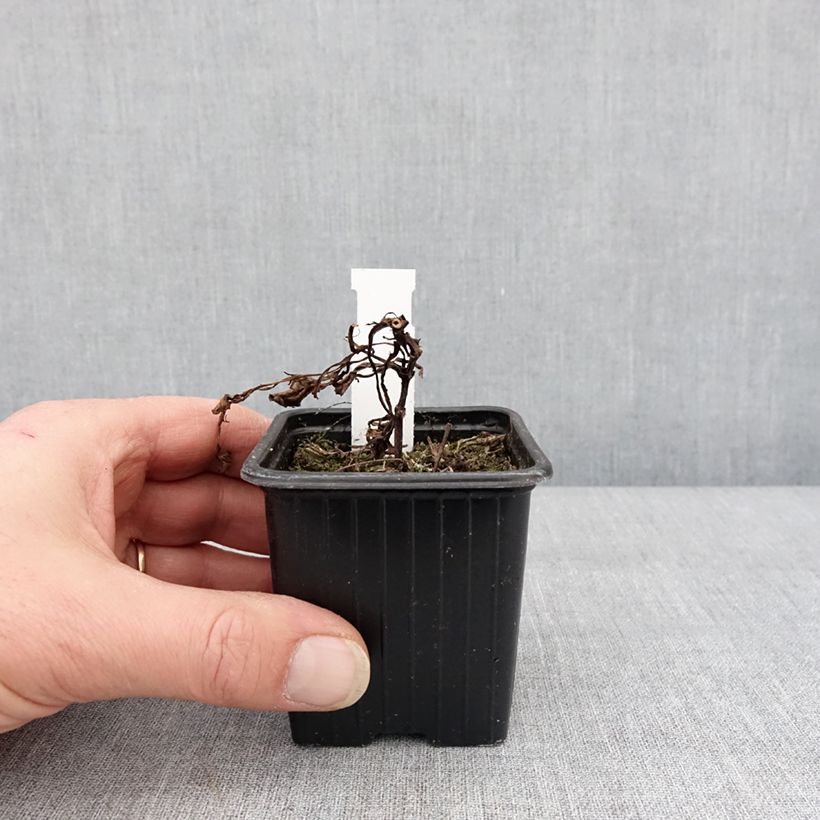 Spécimen de Cosmos atrosanguineus Black Magic - Cosmos chocolat Godet de 8/9 cm tel que livré en hiver