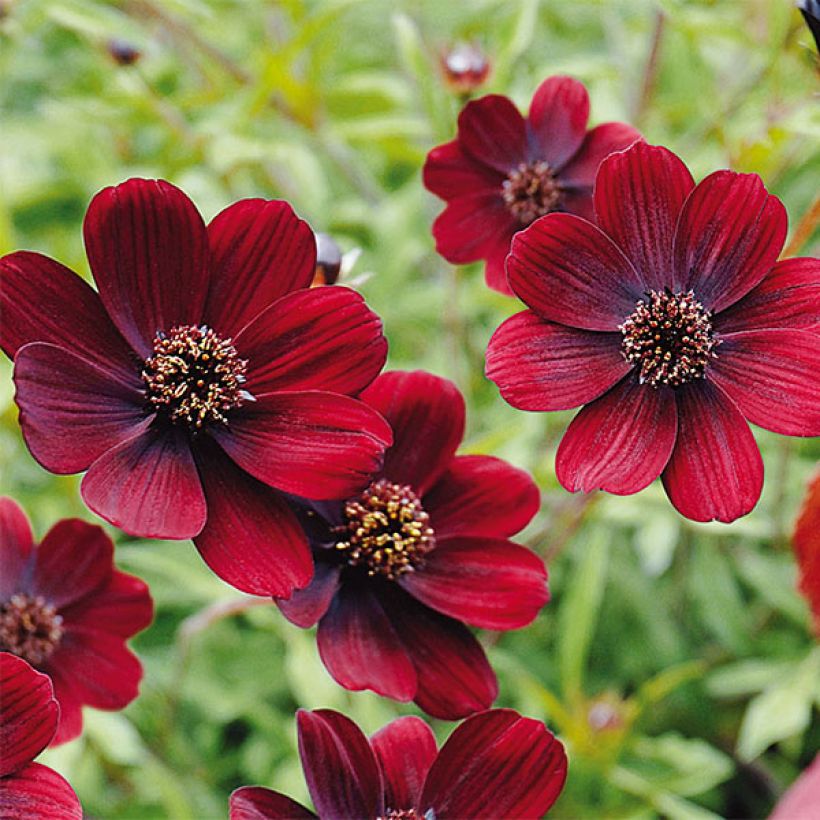 Cosmos atrosanguineus Chocamocha - Cosmos chocolat (Floraison)