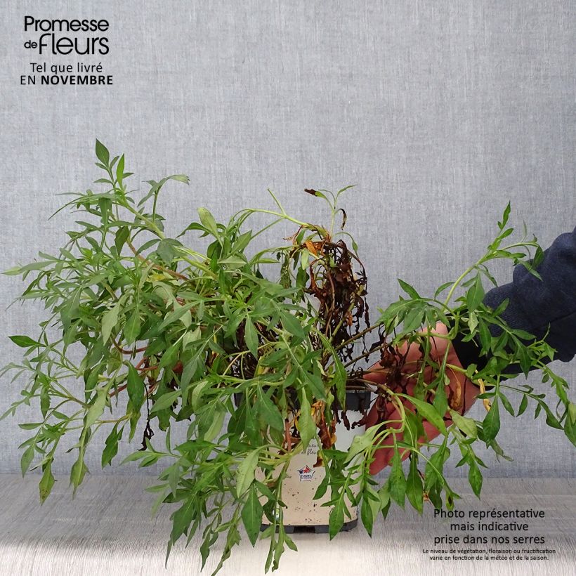Spécimen de Cosmos atrosanguineus Chocamocha - Cosmos chocolat Pot de 2L/3L tel que livré en automne
