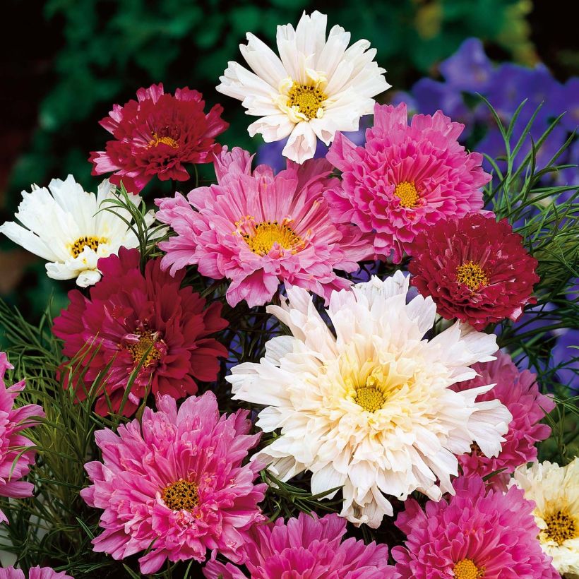 Cosmos bipinatus Double Click en mélange (Floraison)