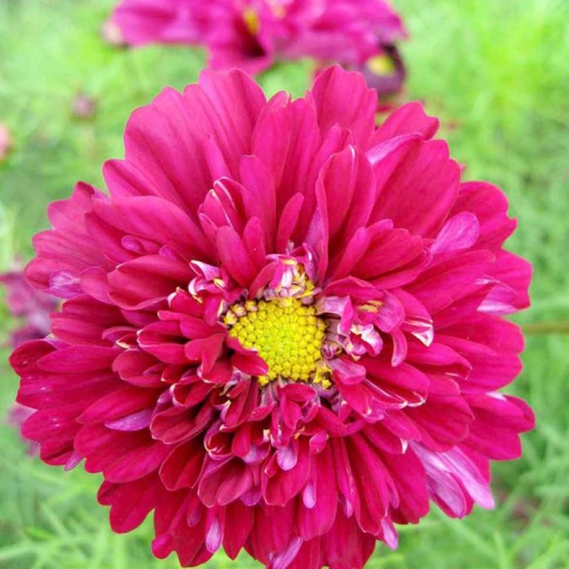 Graines de Cosmos Double Click Cranberries - Cosmos bipinnatus (Floraison)