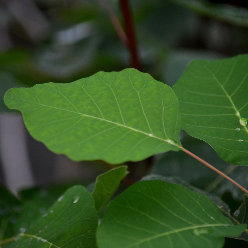 Cotinus coggygria - Arbre à Perruques (Feuillage)