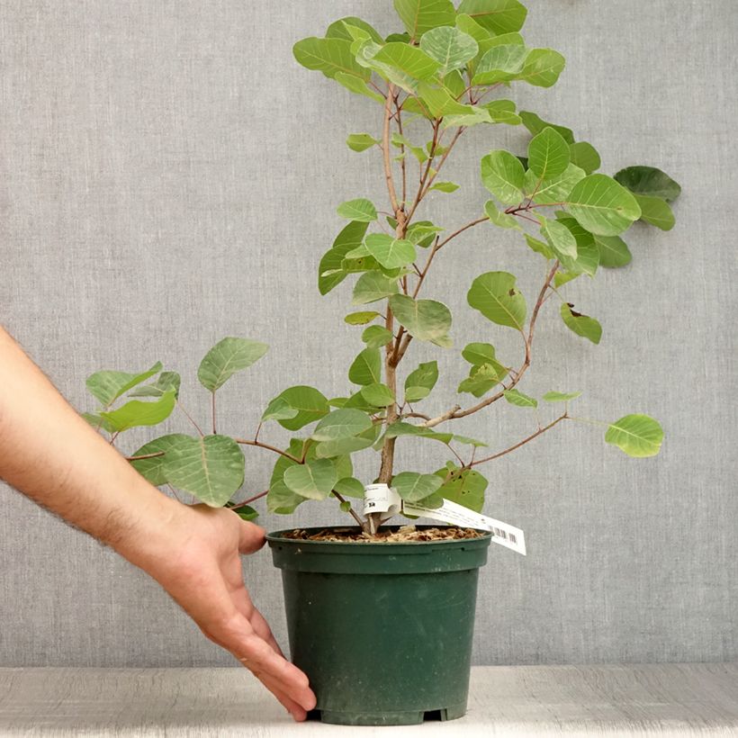 Spécimen de Cotinus coggygria - Arbre à Perruques Pot de 3L/4L tel que livré en été