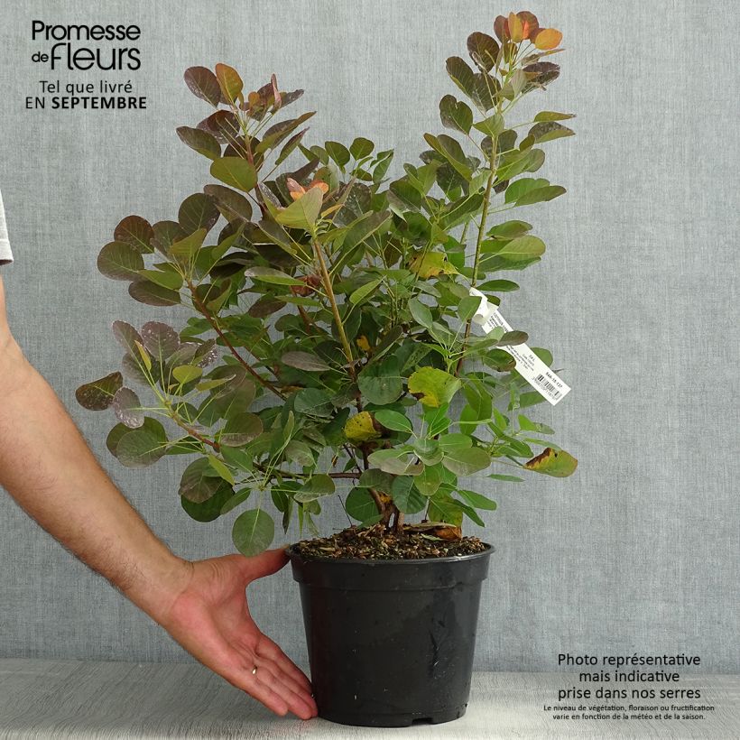 Spécimen de Cotinus coggygria Flamissimo - Arbre à perruque Pot de 4L/5L tel que livré en été