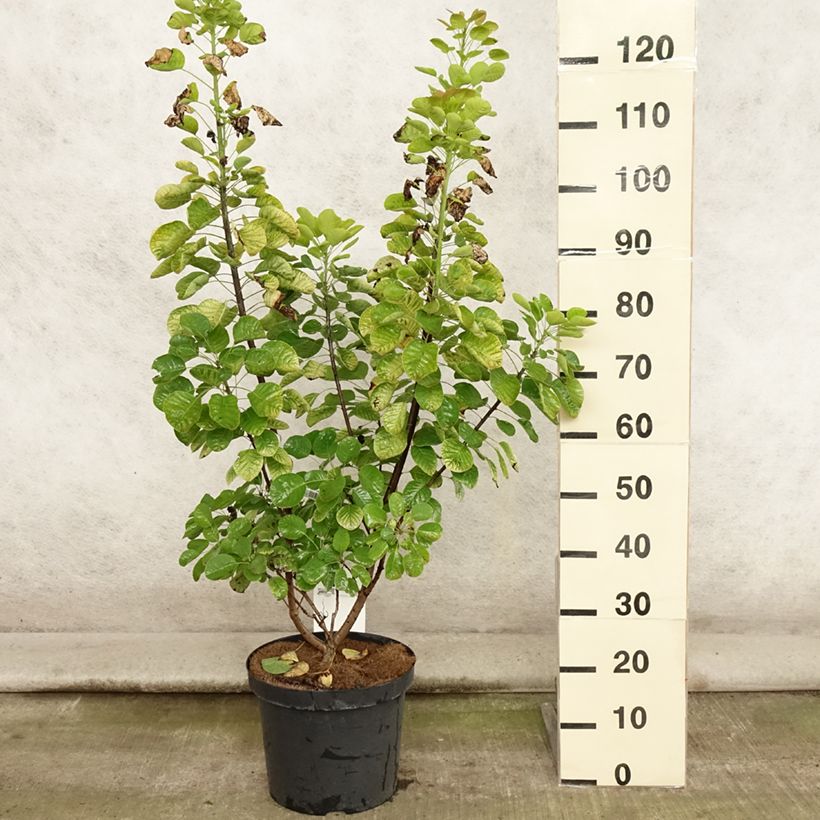 Spécimen de Cotinus coggygria Golden Spirit - Arbre à Perruques Doré Pot de 7,5L/10L tel que livré en été