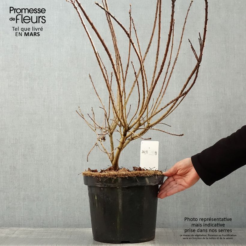 Spécimen de Cotinus coggygria Golden Spirit - Arbre à Perruques Doré en pot de 7,5L/10L tel que livré au printemps