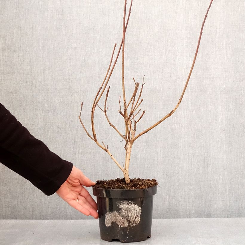 Spécimen de Cotinus coggygria Lemon Lady - Arbre à perruques Pot de 2L/3LHauteur livrée env. 30/40cm tel que livré en hiver