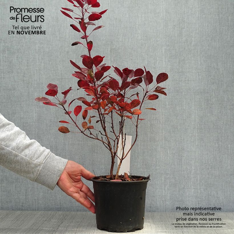 Spécimen de Cotinus coggygria Lilla - Arbre à perruque nain. Pot de 3L/4L tel que livré en automne