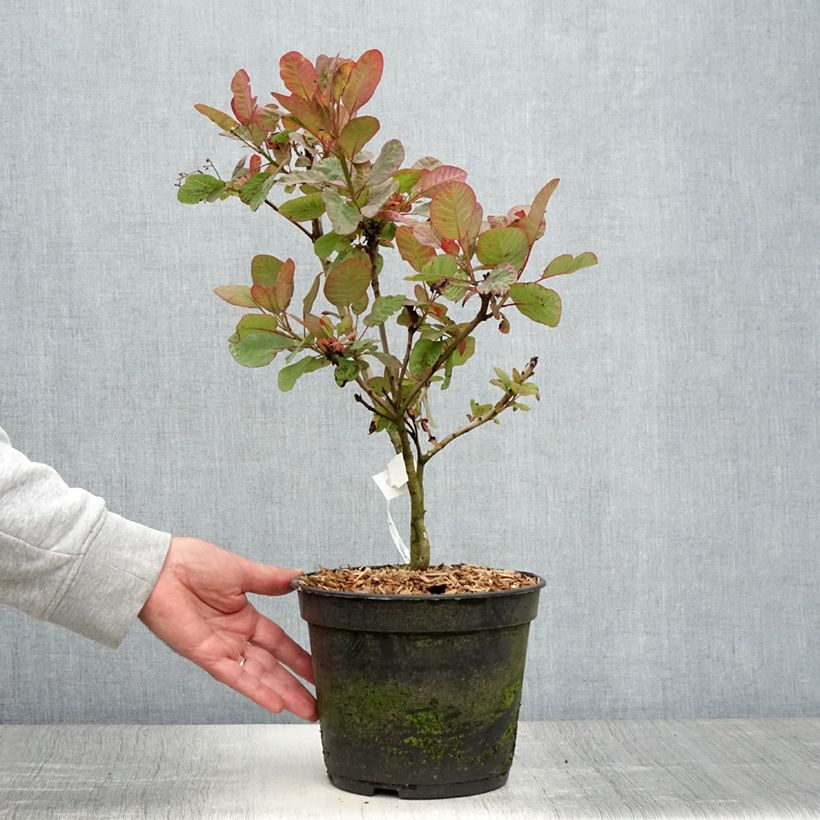 Spécimen de Cotinus coggygria Old Fashioned - Arbre à Perruques Pot de 3L/4L tel que livré en été
