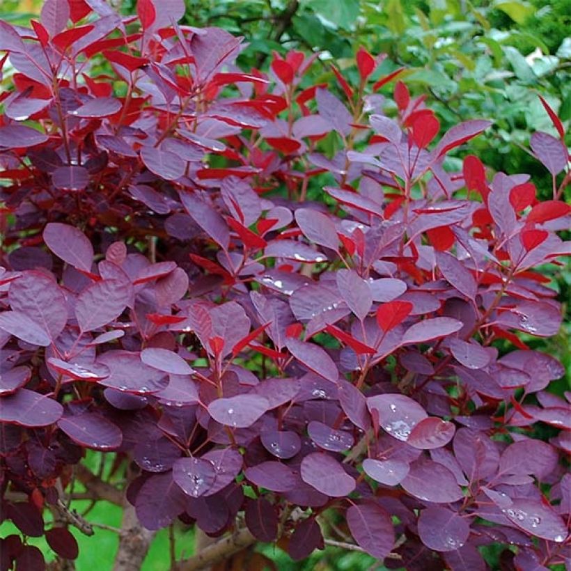 Cotinus coggygria Royal Purple - Arbre à perruque  (Feuillage)