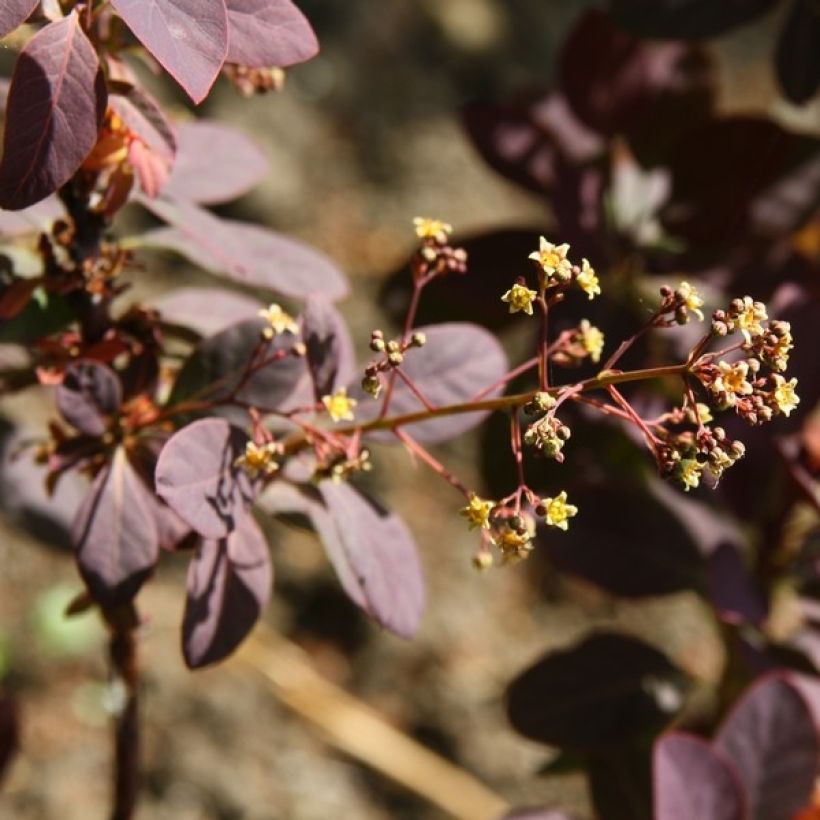 Cotinus coggygria Royal Purple - Arbre à perruque  (Floraison)