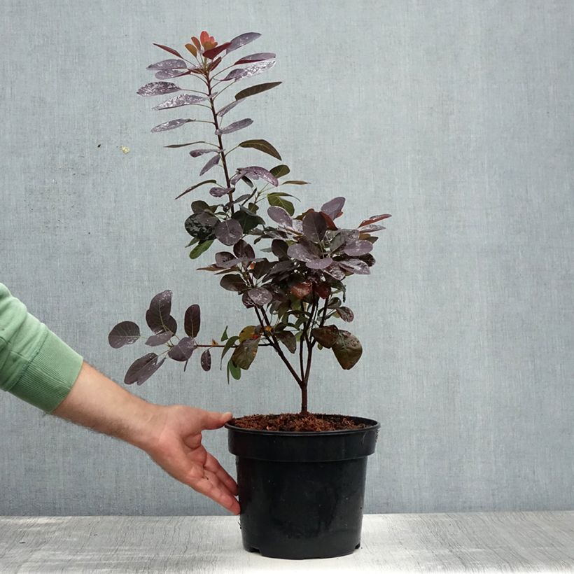 Spécimen de Cotinus coggygria Royal Purple - Arbre à perruque  Pot de 4L/5L tel que livré en été