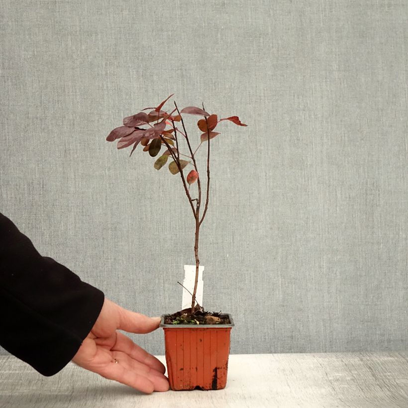 Spécimen de Cotinus coggygria Royal Purple - Arbre à perruque  Godet de 8/9 cm tel que livré en automne