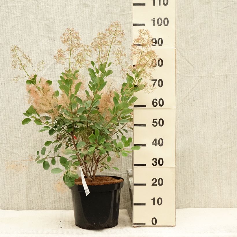 Spécimen de Cotinus coggygria Young Lady - Arbre à Perruque Pot de 6L/7L tel que livré en été