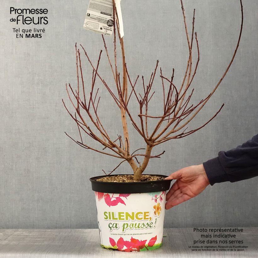 Spécimen de Cotinus Grace - Arbre à perruque en pot de 10L tel que livré au printemps