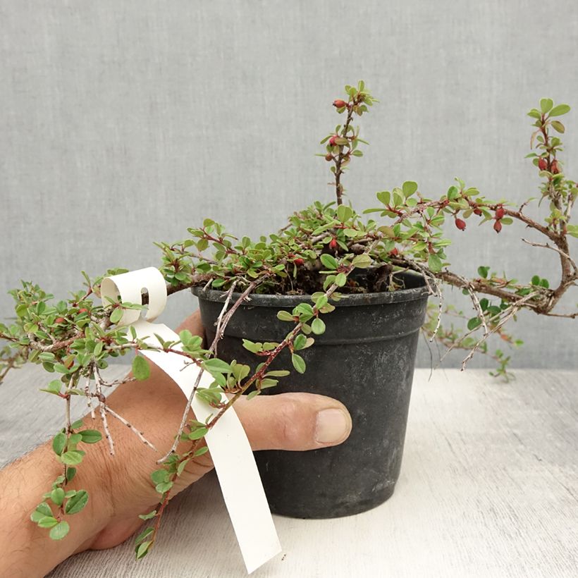 Spécimen de Cotoneaster adpressus - Cotonéaster rampant. Pot de 1,5L/2L tel que livré en été
