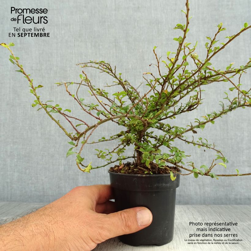 Spécimen de Cotoneaster adpressus Little Gem Pot de 10 cm/11cm tel que livré en été