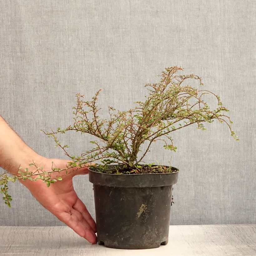 Spécimen de Cotoneaster adpressus Little Gem Pot de 2L/3L tel que livré en été