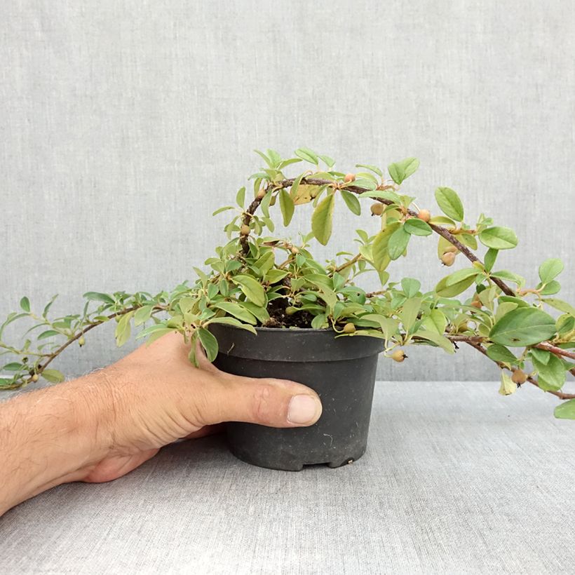 Spécimen de Cotoneaster dammeri Major Pot de 1L/1,5L tel que livré en été