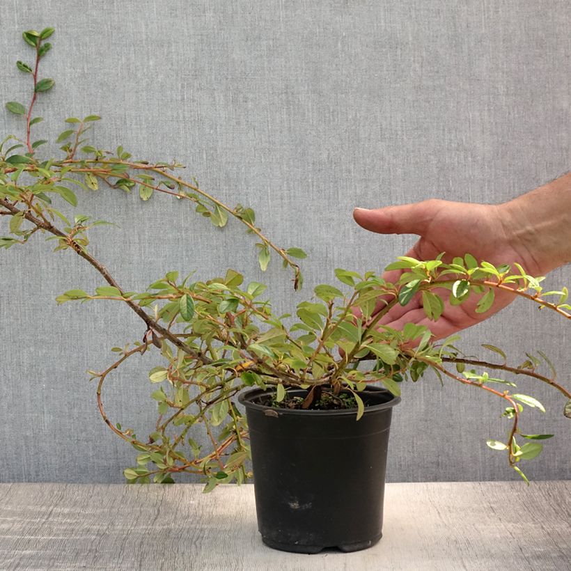 Spécimen de Cotoneaster dammeri Miranda Pot de 1L/1,5L tel que livré en été