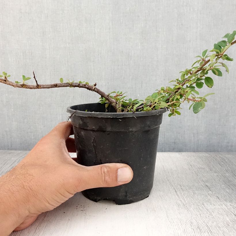 Spécimen de Cotoneaster dammeri Mooncreeper Pot de 1L/1,5L tel que livré en été