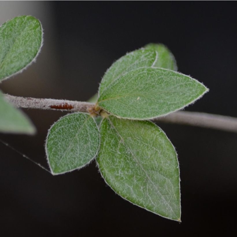 Cotoneaster franchetii - Cotonéastre de Franchet (Feuillage)