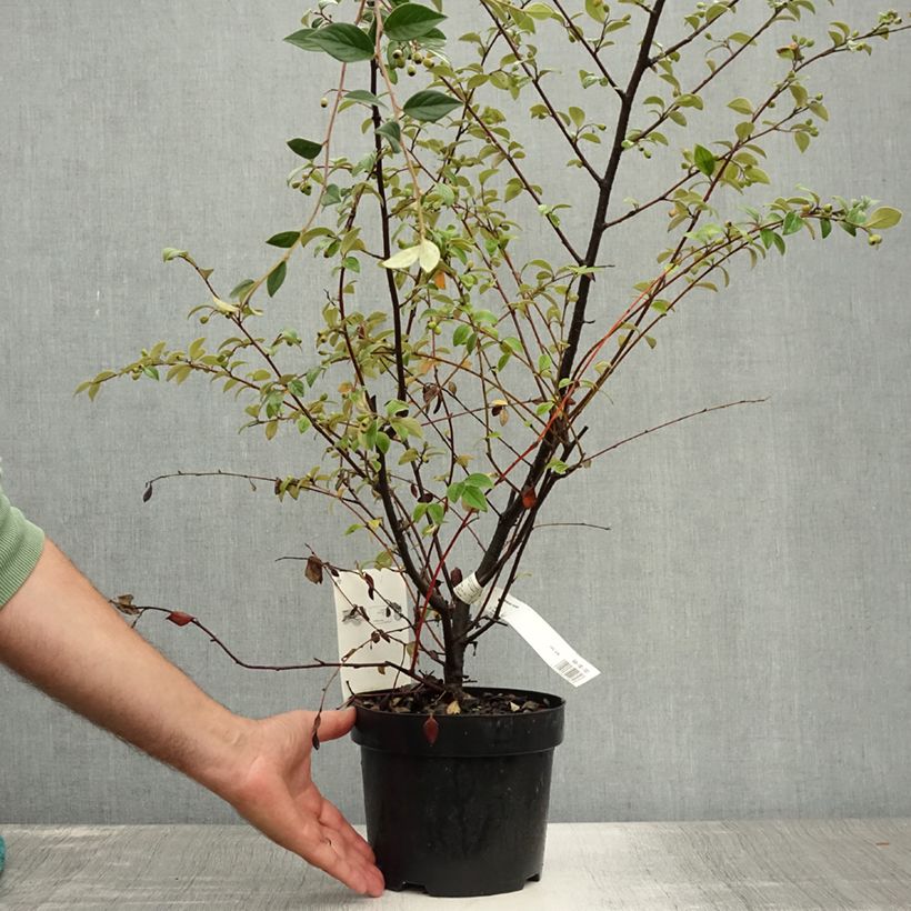 Spécimen de Cotoneaster franchetii - Cotonéastre de Franchet Pot de 2L/3L tel que livré en été