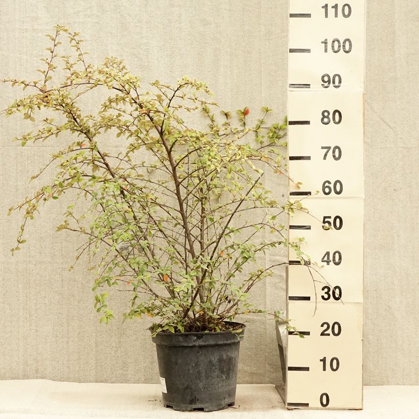 Spécimen de Cotoneaster franchetii - Cotonéastre de Franchet Pot de 7,5L/10L tel que livré en été