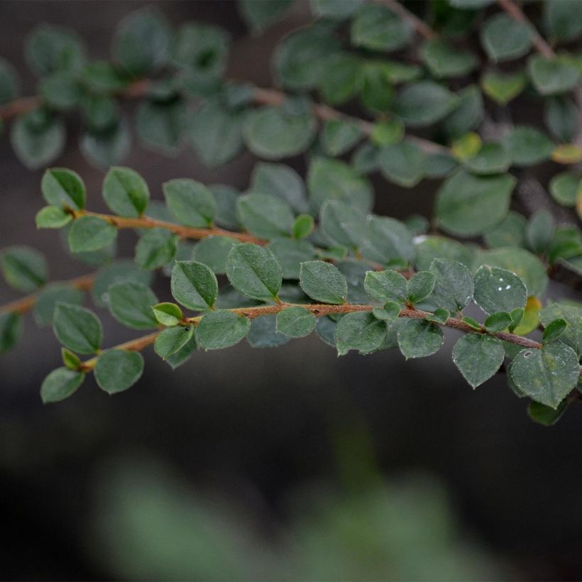 Cotoneaster horizontalis - Cotonéaster rampant (Feuillage)