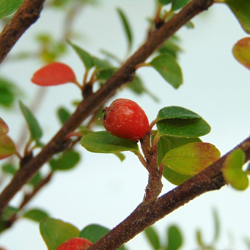 Cotoneaster horizontalis - Cotonéaster rampant (Récolte)